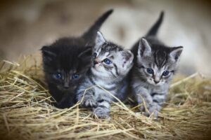 猫の里親の条件厳しい
