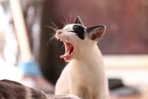 猫を飼う大変さ