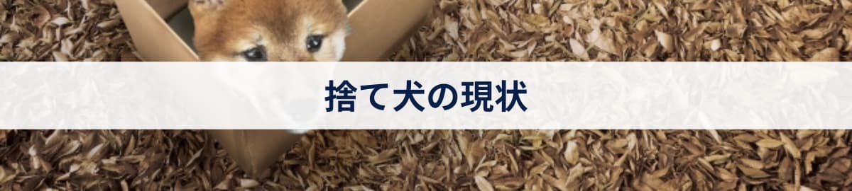 捨て犬の現状