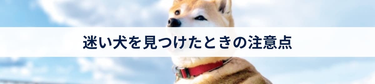 迷い犬を見つけたときの注意点